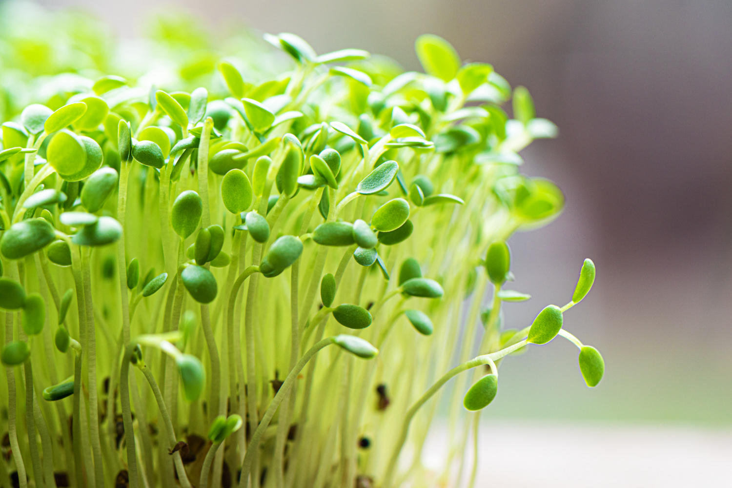 Health Benefits of Microgreens
