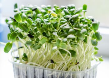 Health Benefits of Microgreens