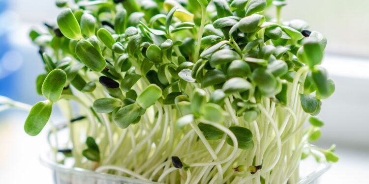 Health Benefits of Microgreens