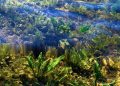 benefits of seaweed for skin